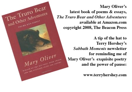 The summer day mary oliver essay